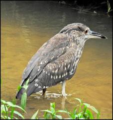 Nycticorax nycticorax