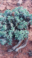 Trichodiadema calvatum