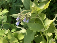 Mertensia paniculata paniculata