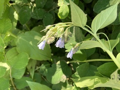 Mertensia paniculata paniculata