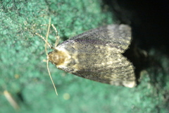 Tetheella fluctuosa