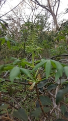 Aesculus glabra arguta