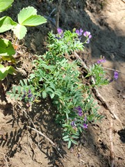 Astragalus vexilliflexus