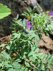Astragalus vexilliflexus