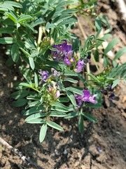 Astragalus vexilliflexus