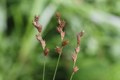 Carex normalis