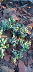 Antimima leipoldtii
