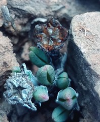 Antimima leipoldtii