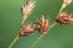 Carex normalis