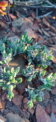 Antimima leipoldtii
