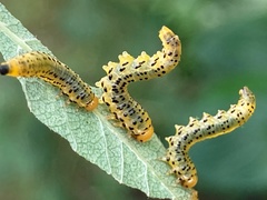 Pristiphora geniculata