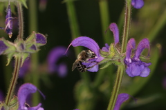 Anthophora quadrimaculata