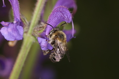 Anthophora quadrimaculata