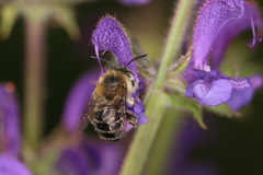 Anthophora quadrimaculata