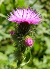Carduus crispus