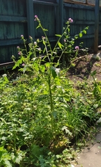 Carduus crispus