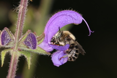 Anthophora quadrimaculata