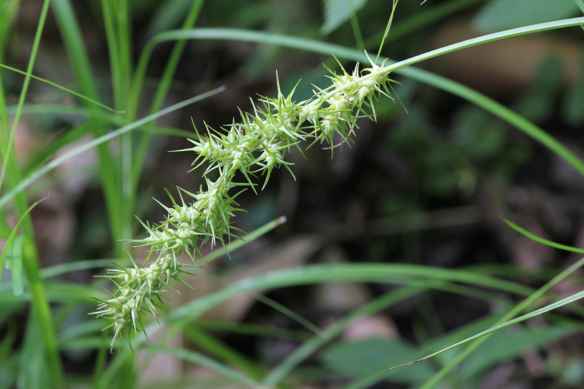 Carex crus-corvi