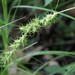 Ravenfoot Sedge - Photo (c) Quinten Wiegersma, some rights reserved (CC BY), uploaded by Quinten Wiegersma