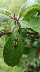 Harmonia axyridis