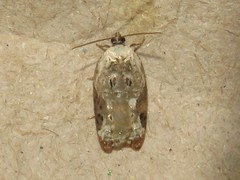 Acleris nivisellana