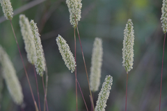 Phleum pratense nodosum