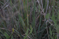 Phleum pratense nodosum