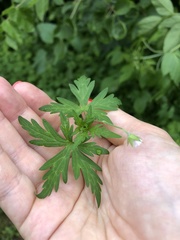 Geranium sibiricum