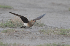 Black-Winged Pratincole photo 2