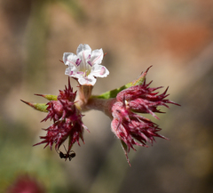 Chorizanthe virgata