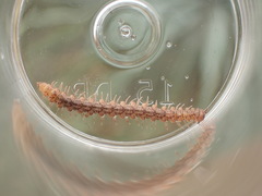 Harpogonopus confluentus