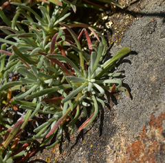 Chorizanthe virgata