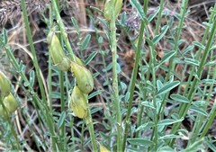 Astragalus reventiformis