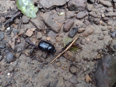 Xyloryctes jamaicensis