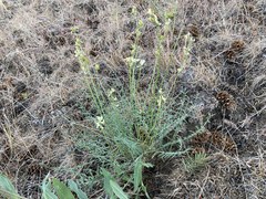 Astragalus reventiformis