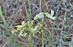 Astragalus reventiformis