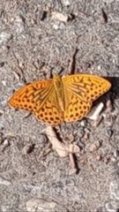 Argynnis paphia
