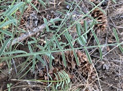 Astragalus reventiformis