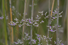 Limonium caspium