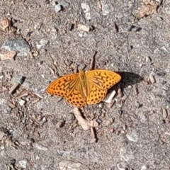 Argynnis paphia