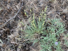 Astragalus reventiformis
