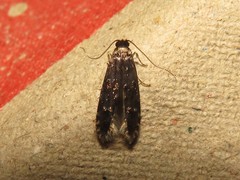 Tineidae clade b