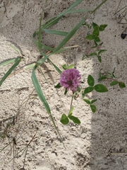 Trifolium pratense
