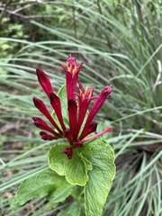 Spigelia longiflora