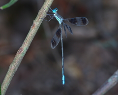 Orolestes octomaculatus