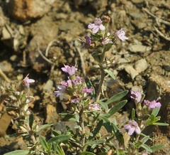 Thymus littoralis