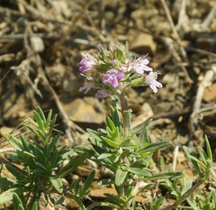 Thymus littoralis