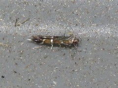 Cosmopterix pulchrimella