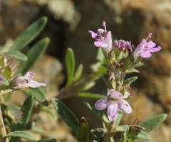 Thymus littoralis