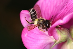 Megachile ericetorum